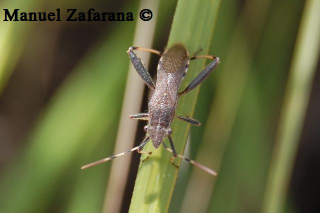 Eterottero dai femori spinosi: Camptopus lateralis
